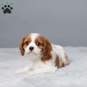 Nikki, Cavalier King Charles Spaniel Puppy
